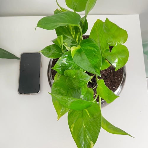 بوتس - فازة زجاج