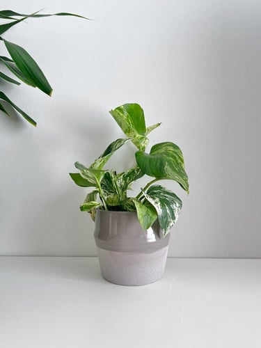 بوتس جولدن - سيراميك