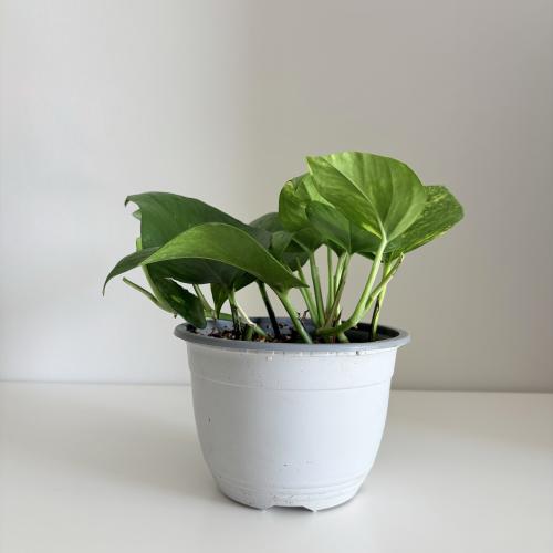 بوتس جولدن علاق - مركن 15 سم