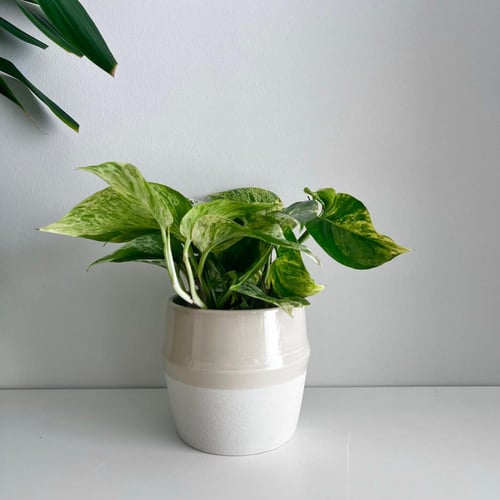 بوتس جولدن - سيراميك