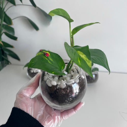 بوتس - فازة زجاج