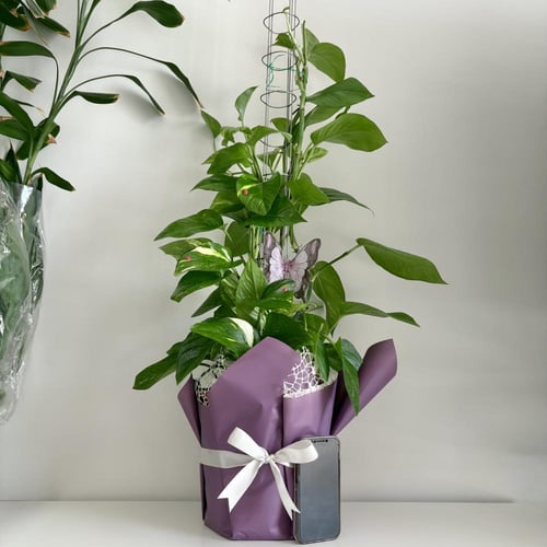 بوتس عمود - قطر 27