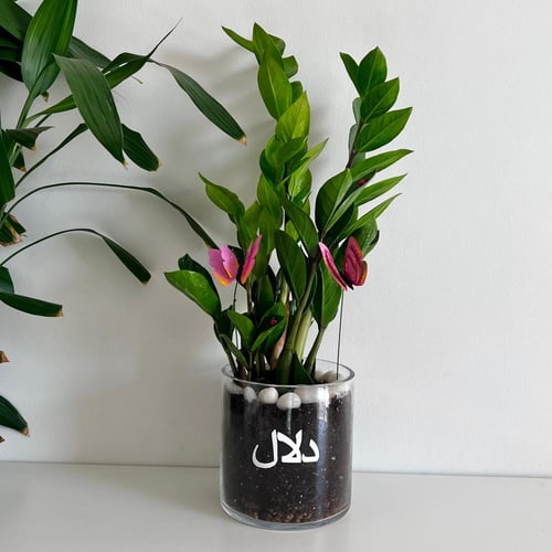 زاميا - مع طباعة