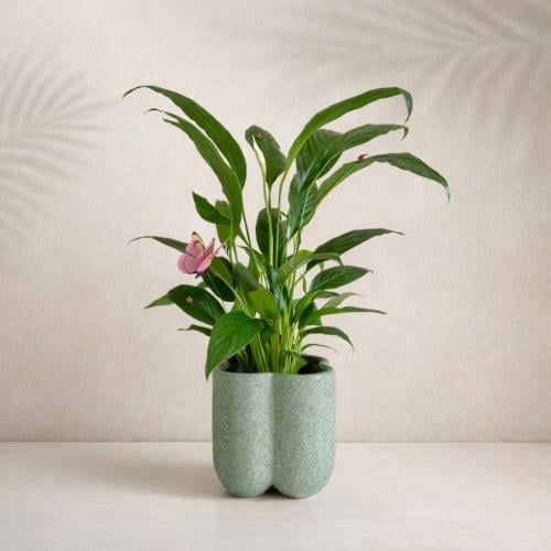 زنبق السلام مائي - سيراميك اخضر