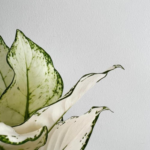 أجلونيما سوبر وايت (Aglaonema Super White)