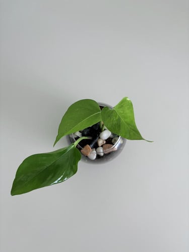 بوتس - فازة زجاج مع الغلاف