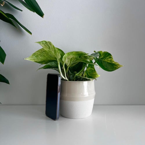 بوتس جولدن - سيراميك