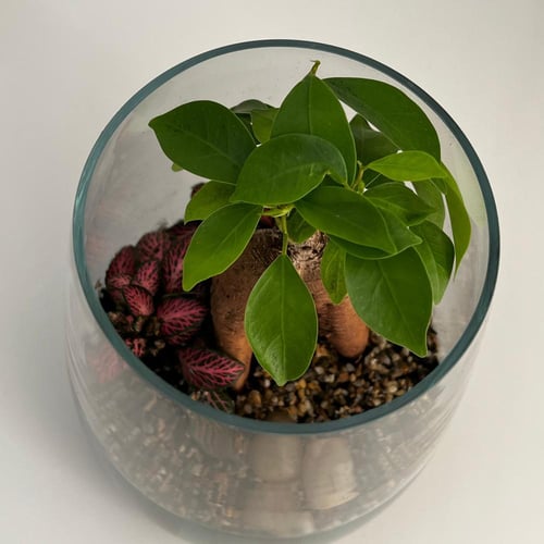 تيراريوم البونساي