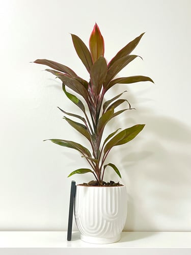 كورديلاين - حوض سيراميك