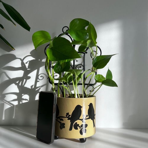 بوتس - كونكريت كناري