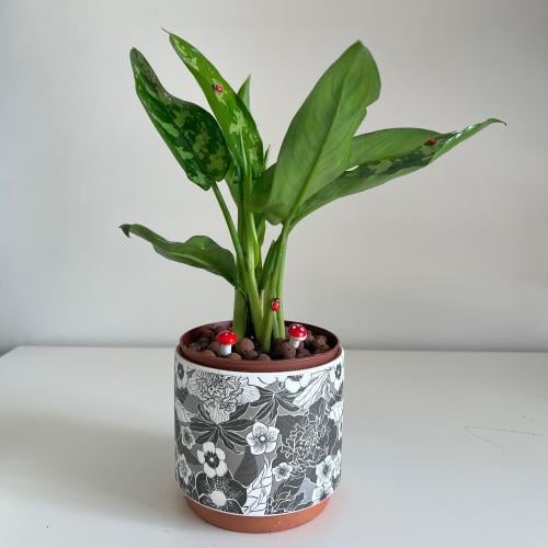 اجلونيما ماريا - حوض سيراميك