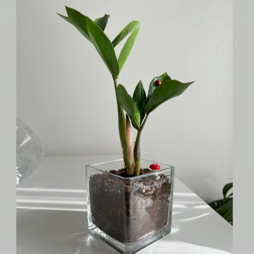 زاميا - فازة زجاج