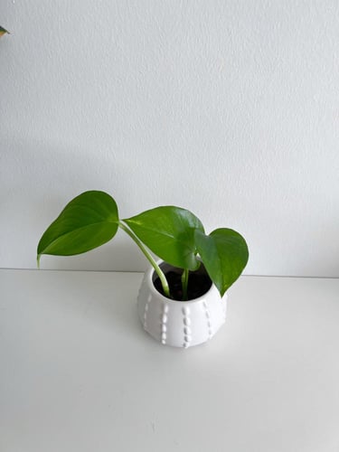 1 توزيعات بوتس مائي - سيراميك