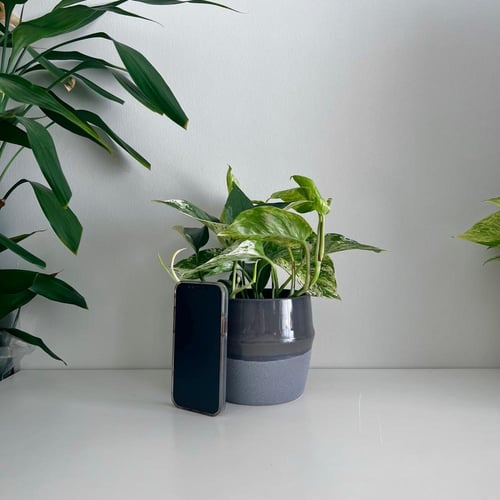 بوتس جولدن - سيراميك