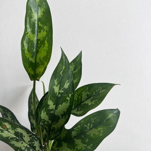 اجلونيما ماريا - 14 سم