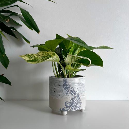 بوتس - الطاؤوس - كونكريت