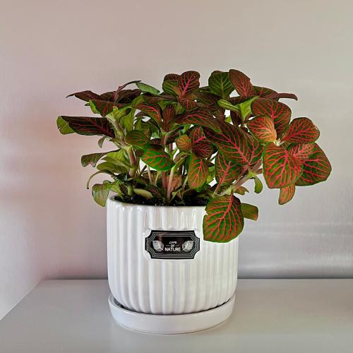 فيتونيا - قطر 12