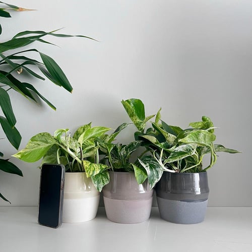 بوتس جولدن - سيراميك