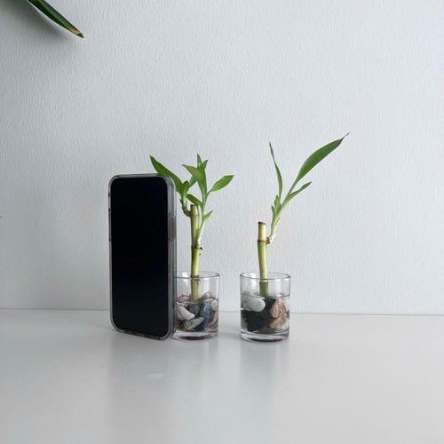 1 بامبو صغير