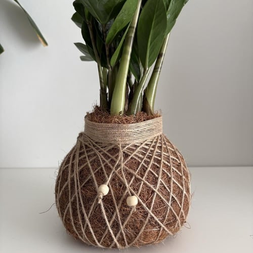 كوكيداما الزاميا