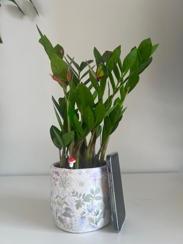 زاميا - حوض اسمنتي