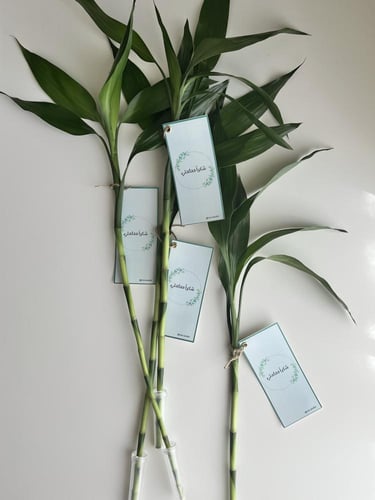 بامبو - مبروك التخرج