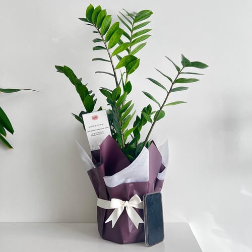 زاميا - بلاستك 24 سم