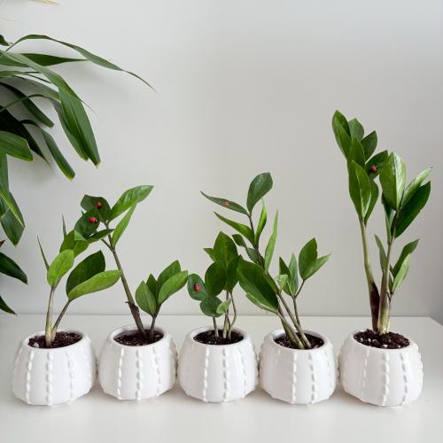 1 زاميا - سيراميك