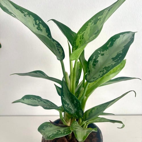 اجلونيما هولندية