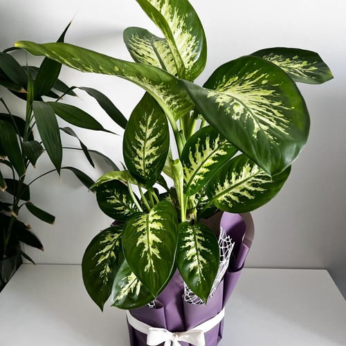 هدية دفنباخيا تروبيك - مركن 24