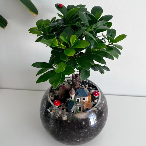 فيكس بونساي - فازة زجاج