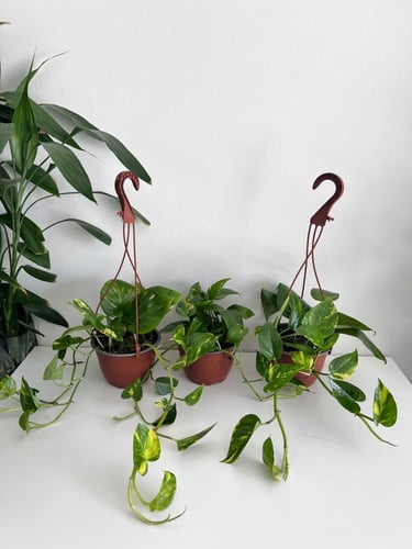 بوتس جولدن علاق - مركن 15 سم