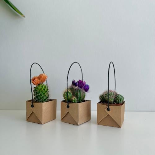 توزيعات الصبار