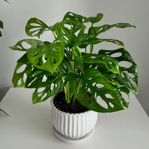 مونستيرا ادونسي - حوض سيراميك