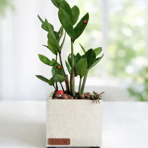 زاميا - كونكريت مربع