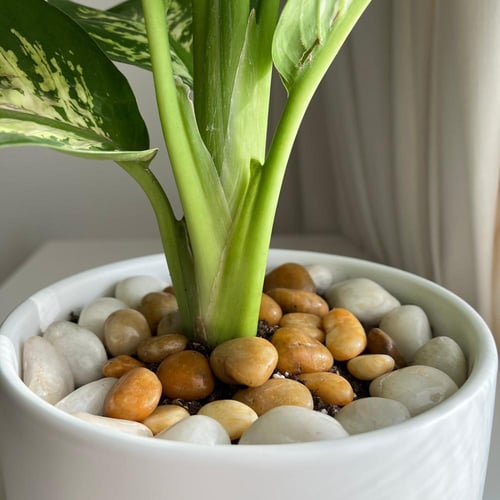 دفنباخيا - حوض سيراميك