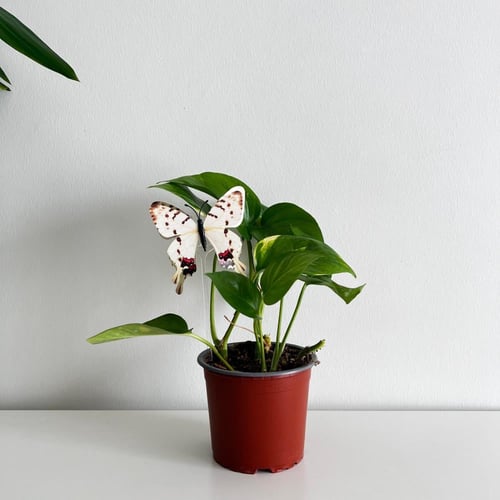 بوتس اهلا بالعيد - علبة ورقية