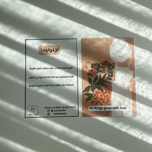 اجلونيما - حوض سيراميك