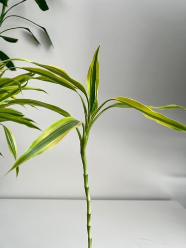 بامبو سندريانا - Dracaena sanderiana