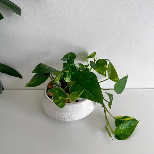 بوتس سيراميك فاخر