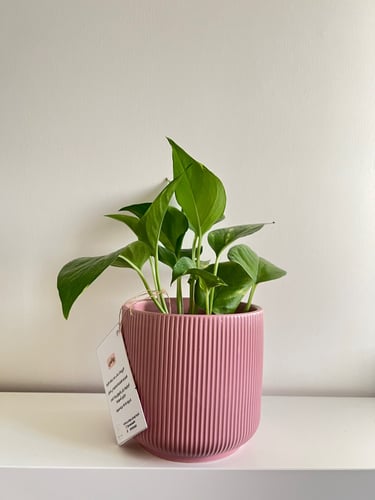 بوتس - حوض سيراميك