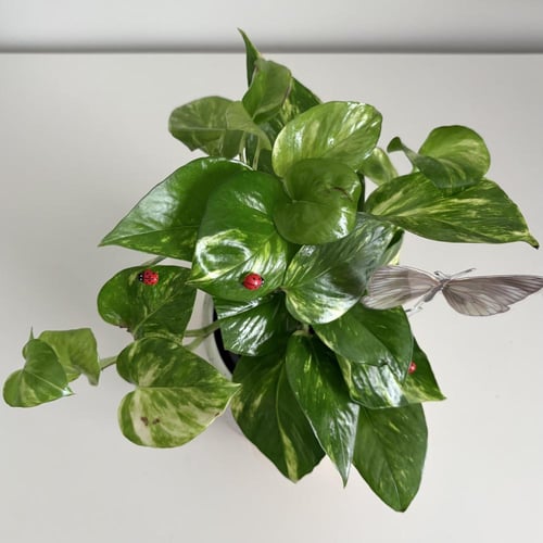 بوتس - حوض سيراميك