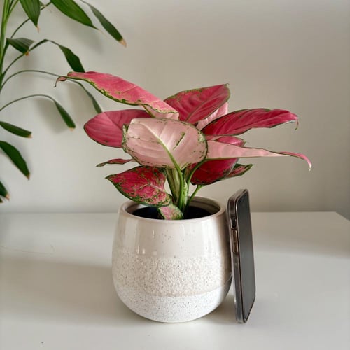 اجلونيما حمراء- حوض سيراميك فاخر