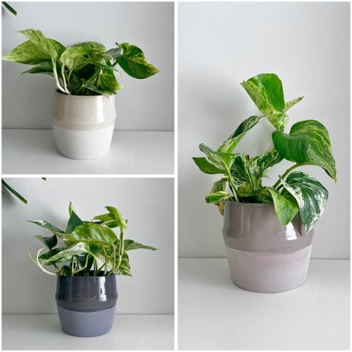 بوتس جولدن - سيراميك