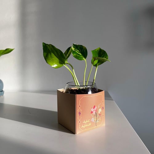 عيدية بوتس - فازة زجاج