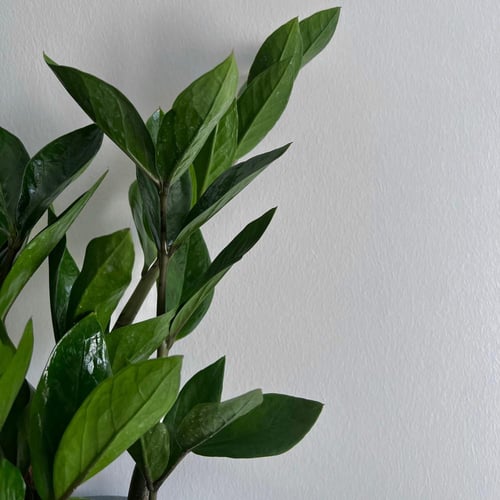 زاميا - كونكريت مربع