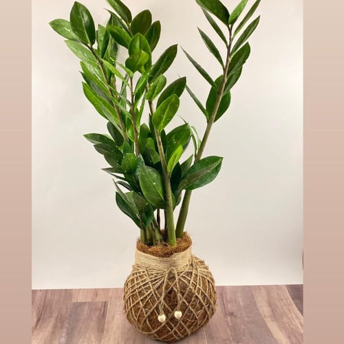 كوكيداما الزاميا