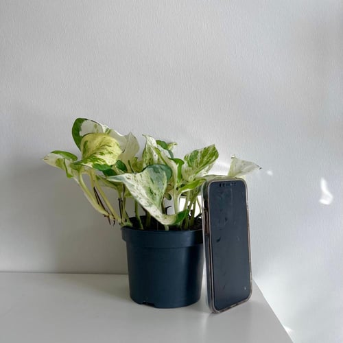 بوتس مانجولا - قطر 12