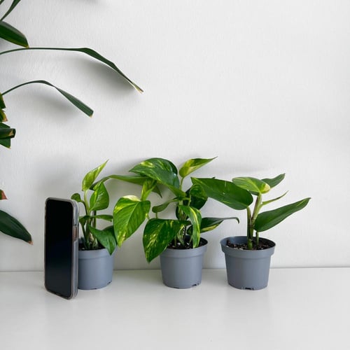 بوتس جولدن - 9 سم