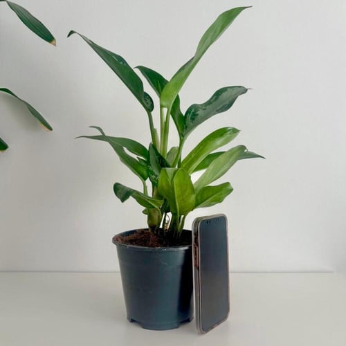 اجلونيما هولندية